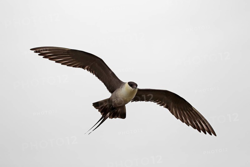 Long-tailed jaeger (Stercorarius longicaudus)