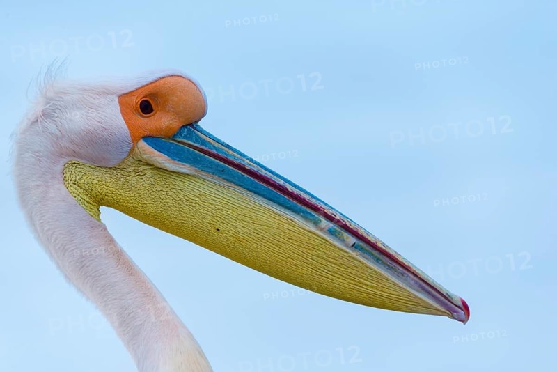 Great White Pelican (Pelecanus onocrotalus)