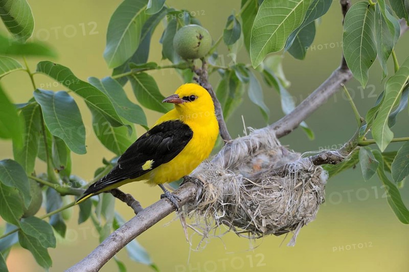 Golden Oriole (Oriolus oriolus)