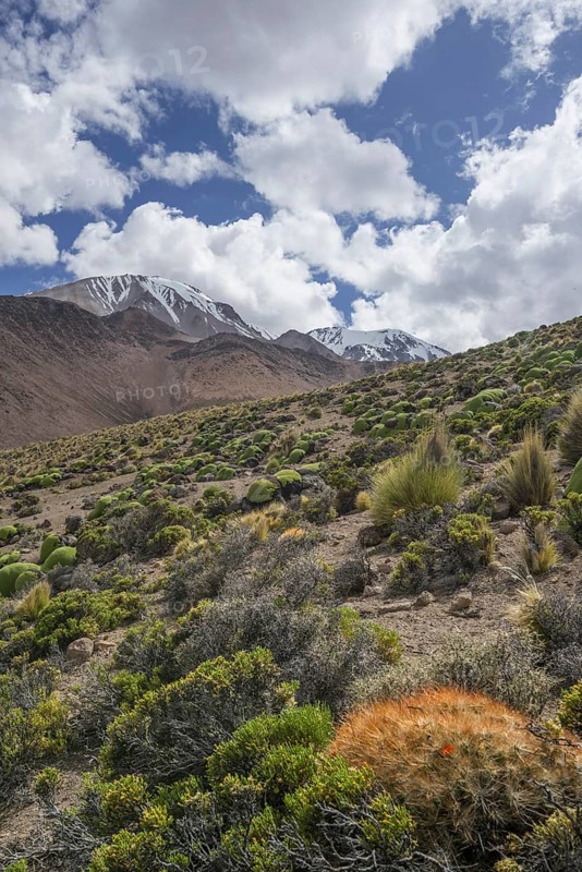 Maihueniopsis cacti (Maihueniopsis colorea) growing on the slopes of the Taapaca volcano