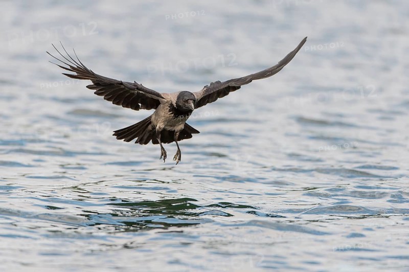 Hooded Crow (Corvus corone cornix) hunting for fish on a lake