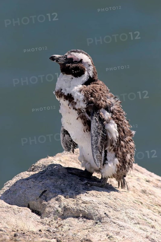 African Penguin or Jackass Penguin (Spheniscus demersus)