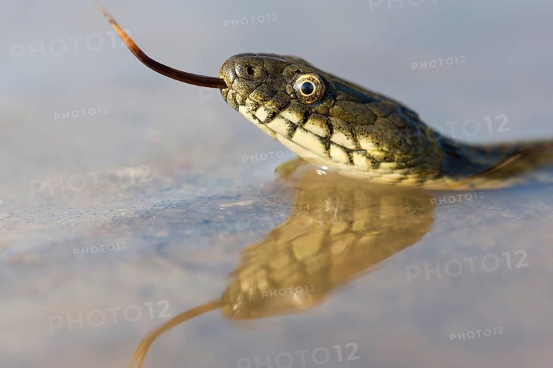 Dice Snake (Natrix tessellata)