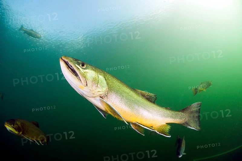 Brook trout (Salvelinus fontinalis)