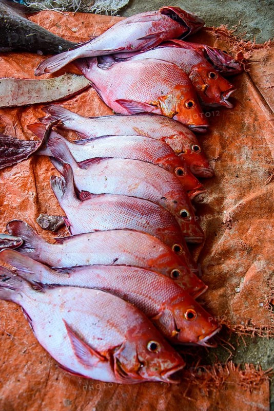 Fresh fish for sale at the fish market