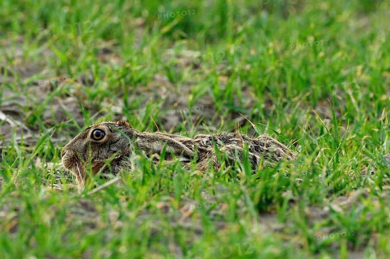 Hare (Lepus europaeus)