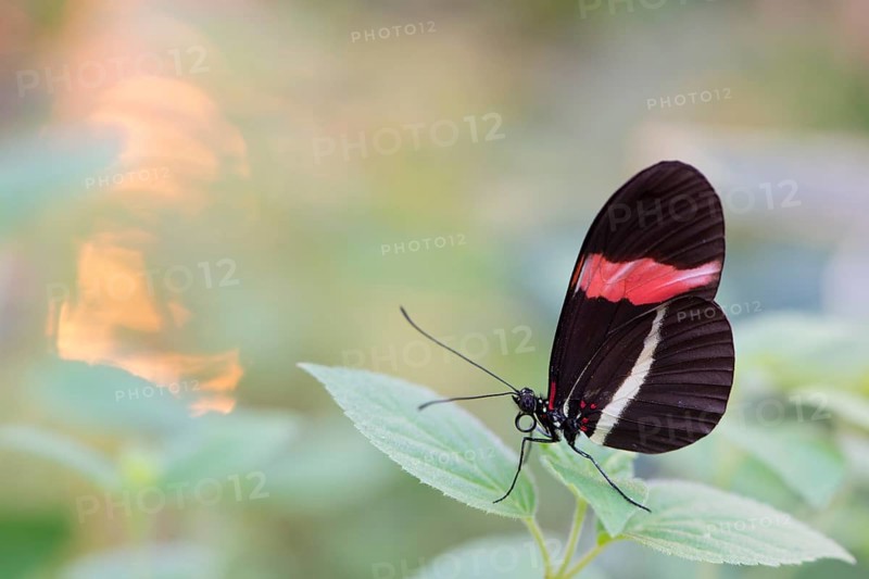 Red Postman (Heliconius erato)