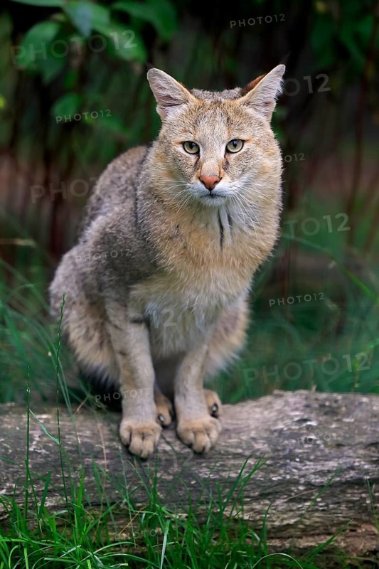 Jungle Cat (Felis chaus)
