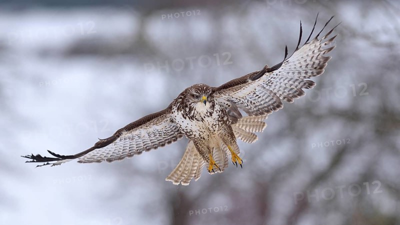 Buzzard (Buteo buteo) in flight