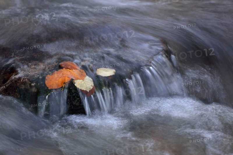 Autumn leaves on a stone
