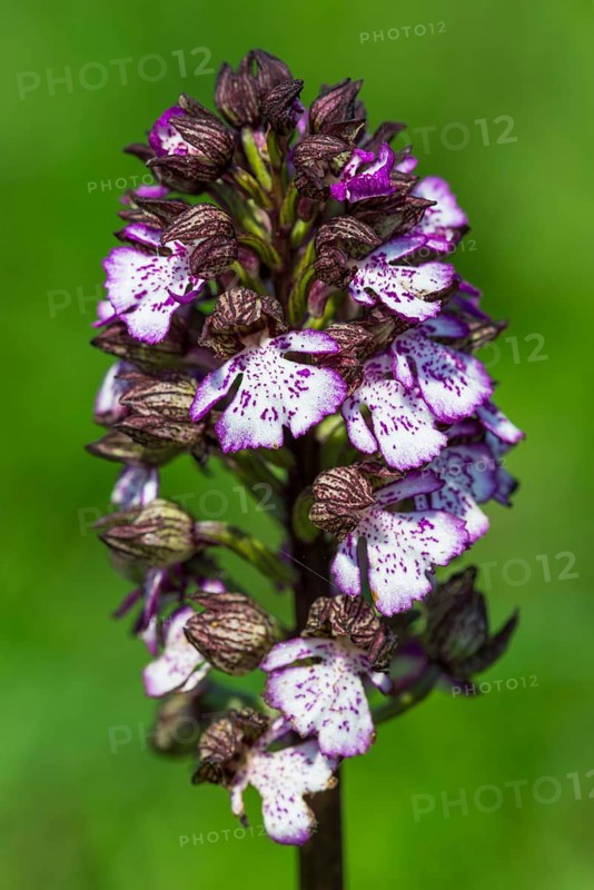 Lady Orchid (Orchis purpurea)