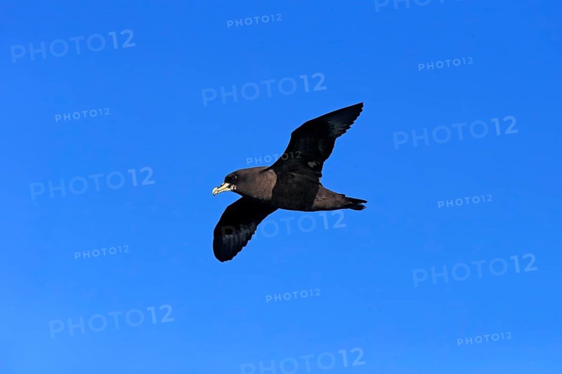 White-chinned Petrel or Cape Hen (Procellaria aequinoctialis)