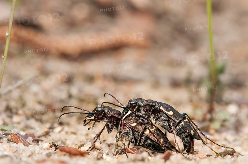 Northern Dune Tiger Beetle (Cicindela hybrida)
