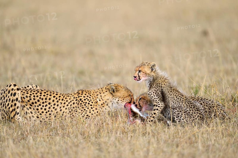 Cheetah (Acinonyx jubatus)