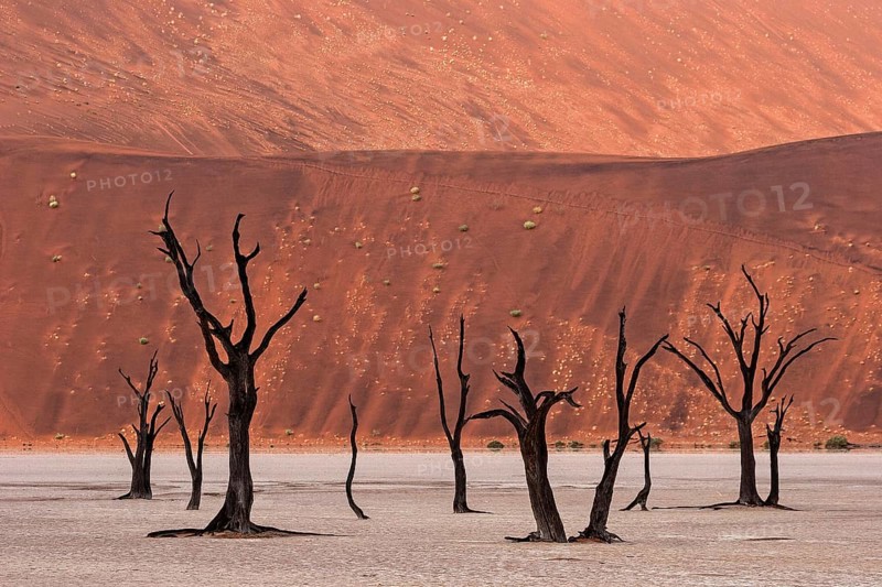 Dead camel thorn trees (Vachellia erioloba)