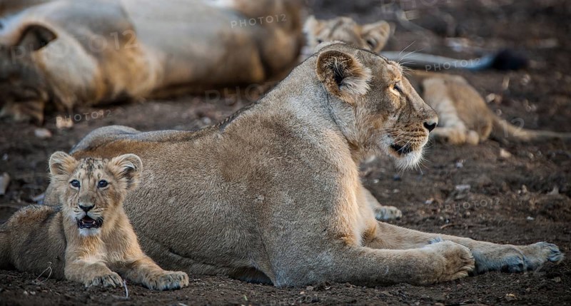 Asiatic lion (Panthera leo persica)