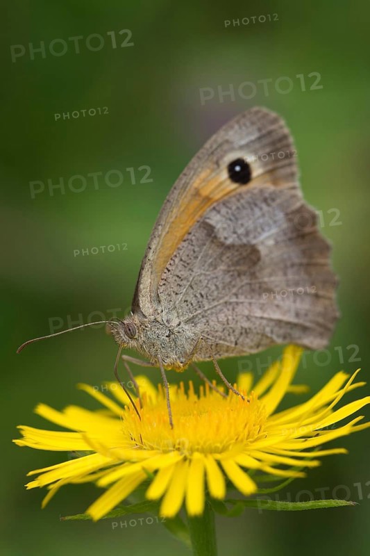 Meadow Brown (Maniola jurtina) on a British Yellowhead (Inula britannica)