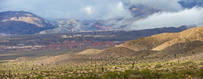 Altiplano covered with Cardon cacti (Echinopsis atacamensis)