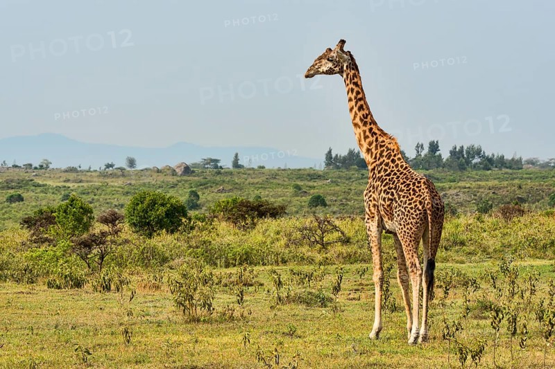 Giraffe (Giraffa camelopardalis)