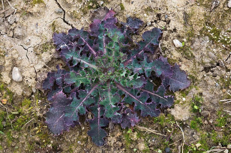Sow-thistle (Sonchus sp.)