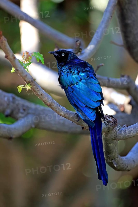 Long-tailed Glossy Starling (Lamprotornis caudatus)