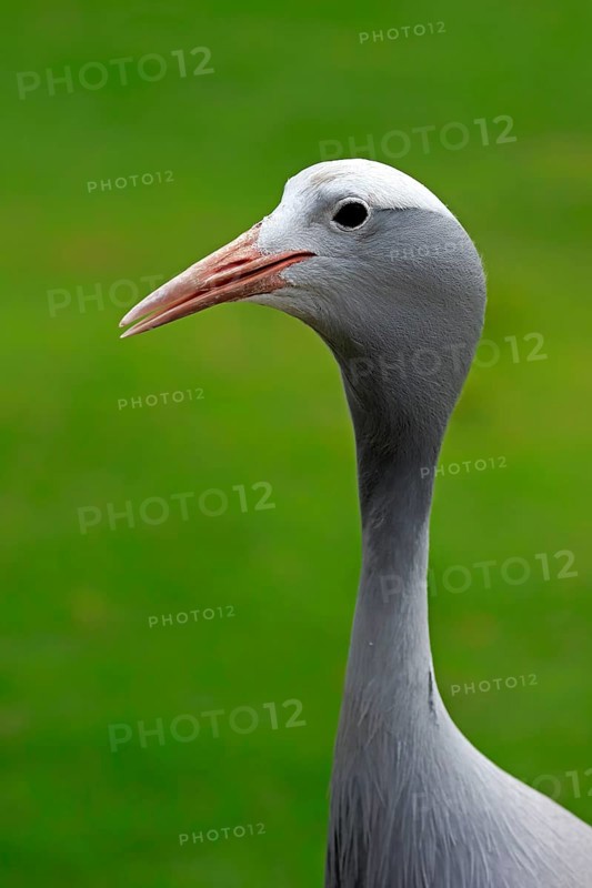 Blue Crane (Anthropoides paradisea)
