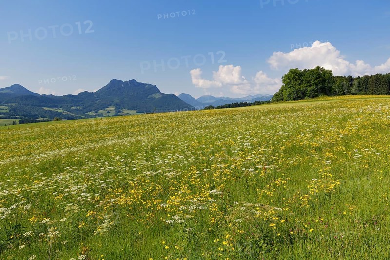 Flower meadow