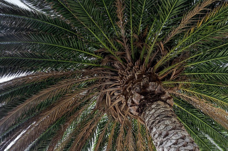 Canary Island Date Palm (Phoenix canariensis)