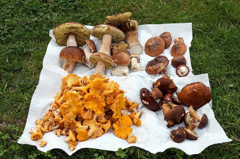 Collected porcini mushrooms (Boletus)