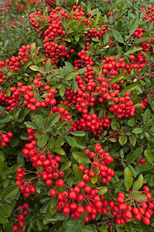 Firethorn species (Pyracantha sp.)