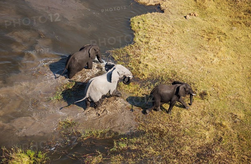 African Elephants (Loxodonta africana)