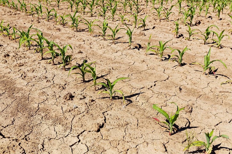 Corn field or maize field with mud cracks or drying cracks