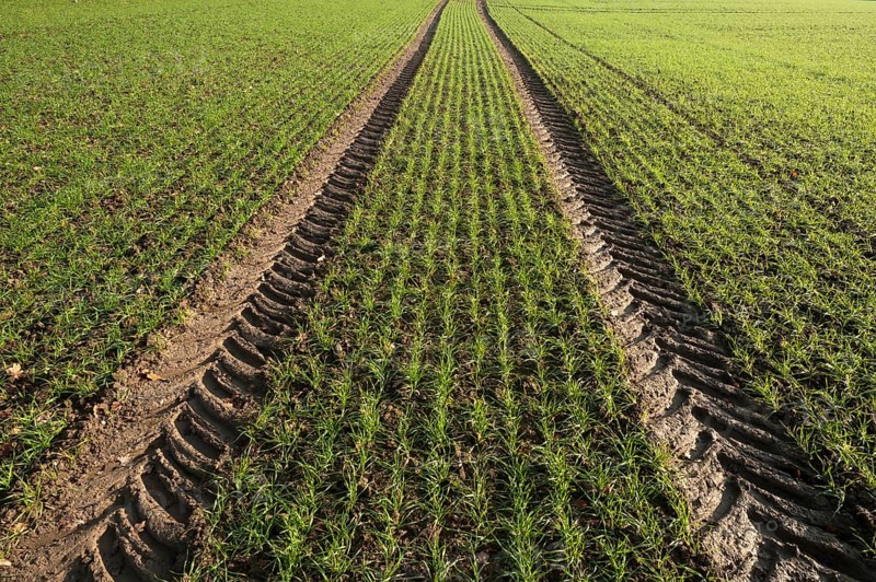 Budding winter wheat (Triticum) and tractor tracks in a field