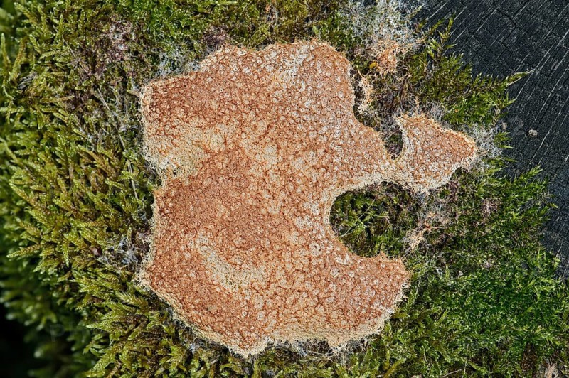 Dog Vomit Slime Mold or Scrambled Egg Slime Mold (Fuligo septica)