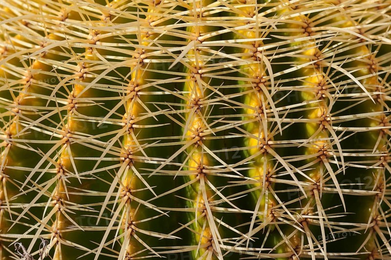 Golden Barrel Cactus (Echinocactus grusonii)