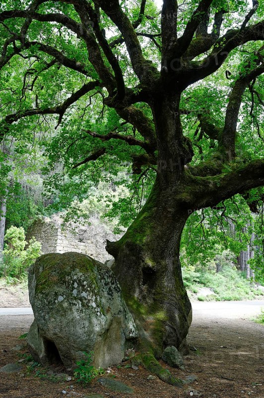 Mighty old oak (Quercus sp.) splitting a stone