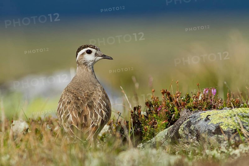 Eurasian Dotterel (Charadrius morinellus) in the fell