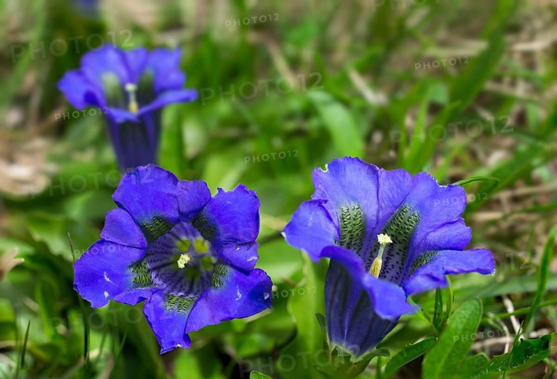 Stemless Gentian (Gentiana acaulis)