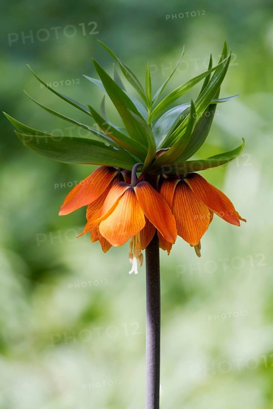 Crown imperial (Fritillaria imperialis)