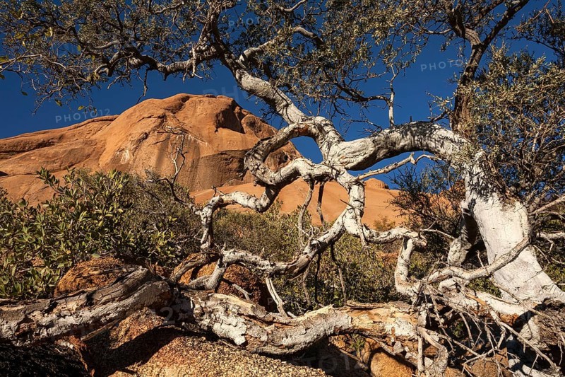Shepherd's tree (Boscia albitrunca)