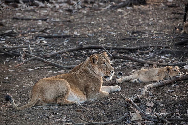 Asiatic lion (Panthera leo persica)