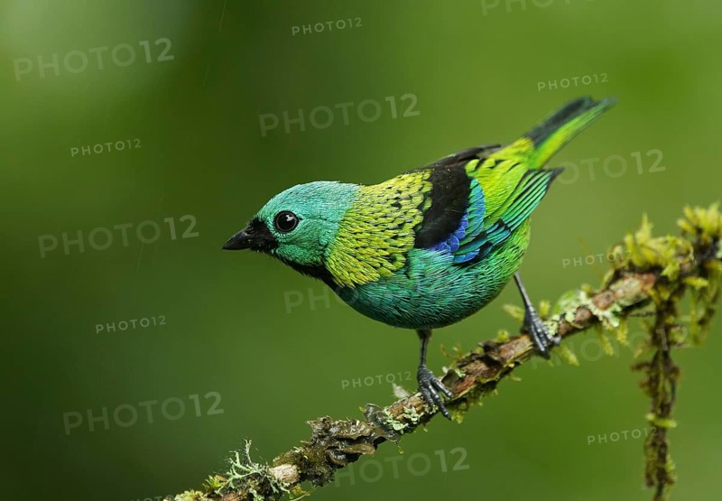 Three-coloured Tanager (Tangara seledon) sits on a branch