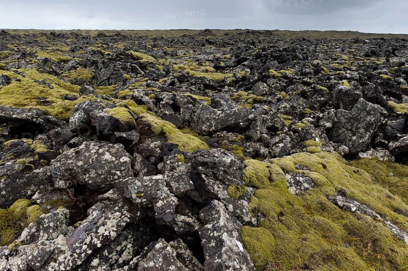 Elongate Rock Moss (Niphotrichum elongatum) growing in a lava field