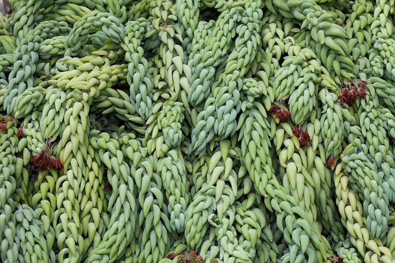 Burro's Tail or Donkey Tail (Sedum morganianum)