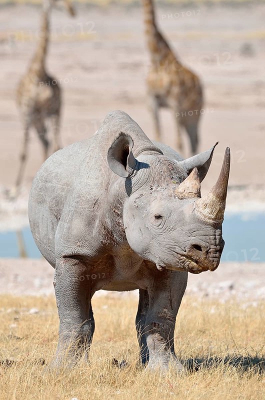 Black Rhinoceros (Diceros bicornis)