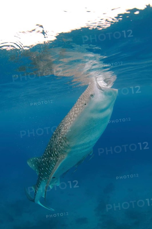 Whale Shark (Rhincodon typus)