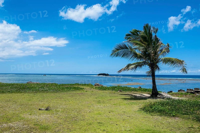 Solitary Palm tree