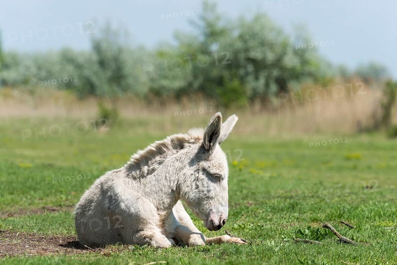 Austria-Hungarian white donkey or Baroque Donkey (Equus asinus asinus) on pasture