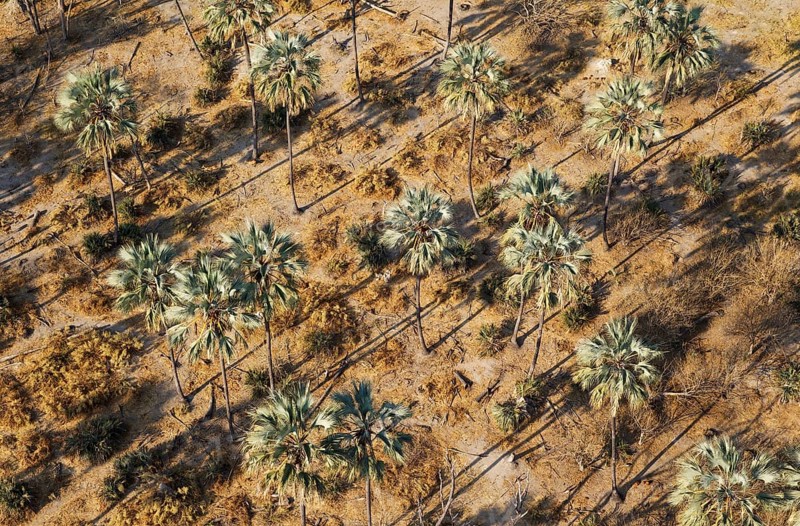 Real Fan Palms