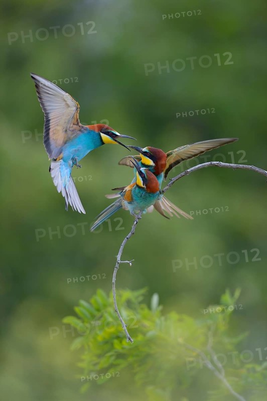 European Bee-eaters (Merops apiaster)